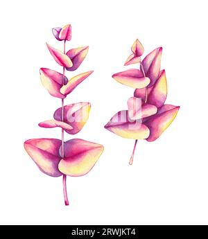 Branche d'eucalyptus aquarelle. Eucalyptus dessiné à la main. Branche isolée de plante d'eucalyptus. eucalyptus pour les articles de vacances et de festival. Plante florale pour Banque D'Images