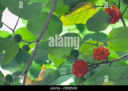 Le mûrier à papier (Broussonetia papyrifera, syn. Morus papyrifera L.) est une espèce de plante à fleurs de la famille des Moraceae. Banque D'Images