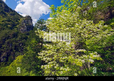 Gorge de Shosenkyo en vert frais Banque D'Images