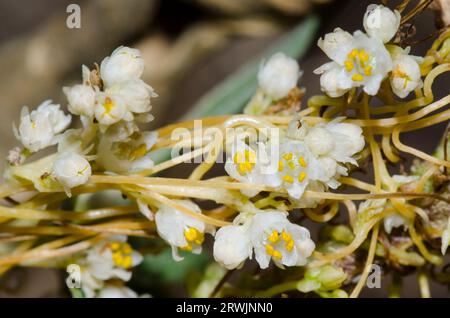 Dodder à pointe conique, Cuscuta attenuata Banque D'Images