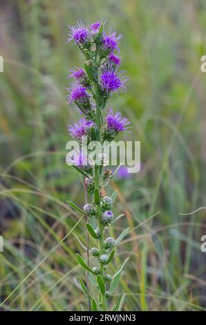 Étoile blazante haute, aspera de Liatris Banque D'Images