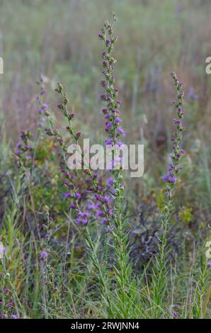 Étoile blazante haute, aspera de Liatris Banque D'Images