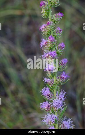 Étoile blazante haute, aspera de Liatris Banque D'Images