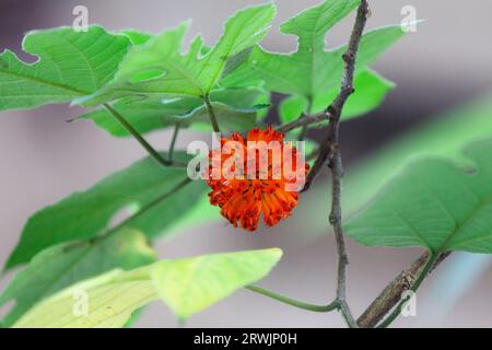 Le mûrier à papier (Broussonetia papyrifera, syn. Morus papyrifera L.) est une espèce de plante à fleurs de la famille des Moraceae. Banque D'Images