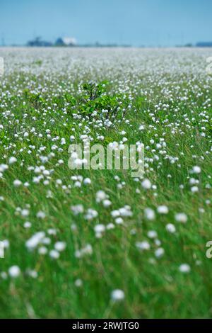 Kiritappu Wetland et herbe de coton Banque D'Images