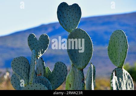 Cactus de poire de Barbarie - forme de coeur succulent Banque D'Images