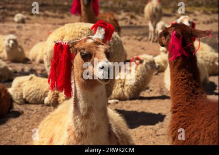 Groupe d'alpagas sur Pampa Canahuas au Pérou Banque D'Images