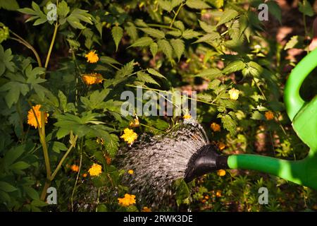 Pflanzen giessen, arrosage des plantes, Kerria japonica Pleniflora, Ranunkelstrauch Banque D'Images