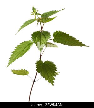 L'ortie piquante (Urtica dioica) ou ortie commune, est une plante herbacée à fleurs pérennes Banque D'Images