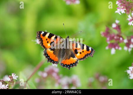 La petite écaille de tortue (aglais urticae) est un papillon coloré bien connu Banque D'Images