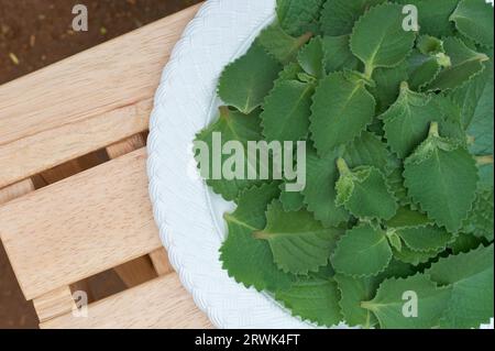 feuilles d'origan fraîchement récoltées sur un plateau blanc, aka origanum ou marjolaine sauvage, plante de la famille de la menthe aromatique très utilisée avec des feuilles Banque D'Images