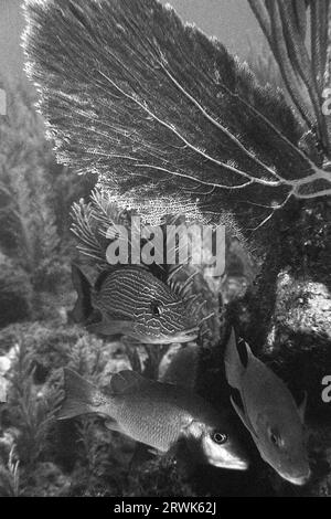 Grognements à rayures bleues, grognements français et vivaneaux de maître d'école sous corail, site de plongée Aquario, Cayo Largo Cuba Banque D'Images