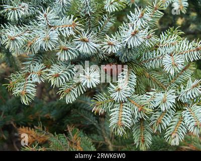 Cônes de sapin au milieu des branches d'un sapin noble Banque D'Images