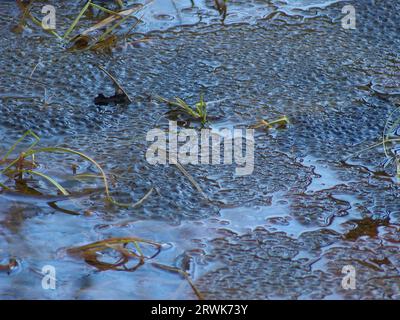 Site de dépôt de frai de grenouille dans un étang Banque D'Images