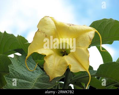 Trompette d'ange jaune fleurie, fond bleu-blanc ciel, détail Banque D'Images