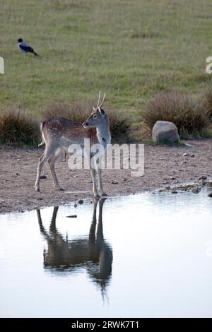 Cerf de jachère (Dama Dama), les femelles sont beaucoup plus petites que les mâles (photo Fallow Deer Brocket et Hooded Crow), Corvus corone (cornix) Banque D'Images