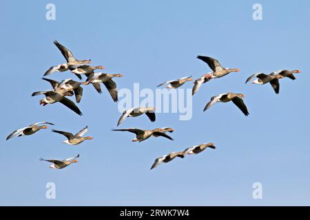 Greylag Goose (Anser anser), le groupe familial reste ensemble pendant l'hiver, séparant l'année suivante (photo Greylag Goose troupeau d'oiseaux dans Banque D'Images