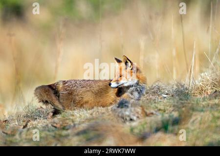 Renard rouge (Vulpes vulpes), en captivité certains animaux vivent jusqu'à 15 ans (photo Red Fox vixen devant la tanière), renard rouge en captivité, ils peuvent Banque D'Images