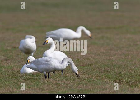 Le cygne de toundra (Cygnus bewickii) est une espèce de cygne que l'on trouve dans l'hémisphère Nord (photo oiseaux adultes et jeunes oiseaux), le cygne Bewicks est un cygne nordique Banque D'Images