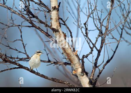 Le Wheatear du Nord (Oenanthe oenanthe) couvre jusqu'à 290 km par jour lors de la migration (mâle de Wheatear du Nord photo en plumage reproducteur), Wheatear du Nord Banque D'Images