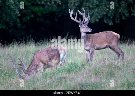 Cerf rouge dans la phase de croissance le velours aide à protéger les bois nouvellement formés (photo cerf rouge (Cervus elaphus) avec bois de velours), cerf rouge le Banque D'Images