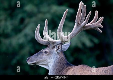 Cerf rouge (Cervus elaphus) dans la phase de croissance, le velours aide à protéger les bois nouvellement formés (photo cerf rouge avec bois de velours), cerf rouge le Banque D'Images