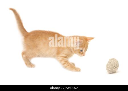 Chaton de gingembre palying avec balle isolé sur fond blanc Banque D'Images