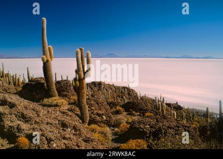 De plus en plus d'énormes cactus près de sel blanc avions Salar de Uyuni en Bolivie Banque D'Images