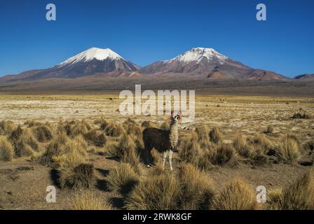 Llama dans le parc national de Sajama bolivien de pittoresques volcans Pomerape Paranicota et dans l'arrière-plan Banque D'Images
