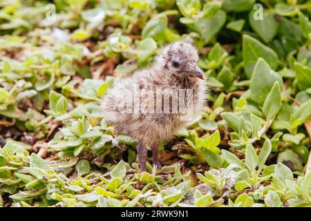 Un nouveau-né mouette dans la nature à Phillip Island, Victoria, Australie Banque D'Images