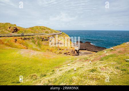 Les Nobbies et les paysages environnants pendant la saison d'accouplement des mouettes par une chaude journée de printemps à Philip Island, Victoria, Australie Banque D'Images