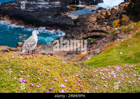 Les Nobbies et les paysages environnants pendant la saison d'accouplement des mouettes par une chaude journée de printemps à Philip Island, Victoria, Australie Banque D'Images