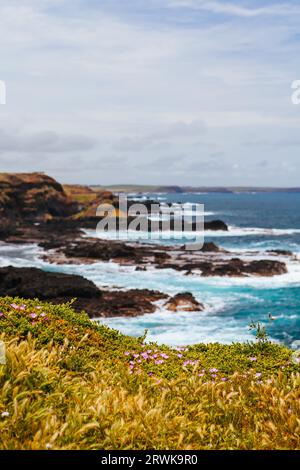 Les Nobbies et les paysages environnants pendant la saison d'accouplement des mouettes par une chaude journée de printemps à Philip Island, Victoria, Australie Banque D'Images