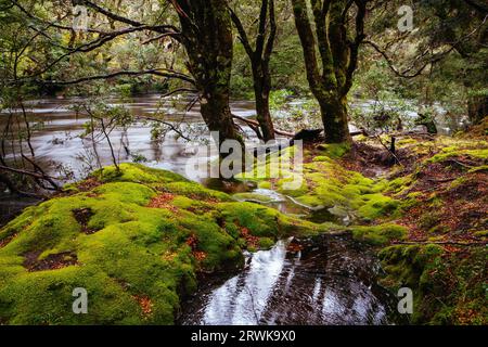 La célèbre promenade enchantée et le paysage à Cradle Mountain, Tasmanie, Australie Banque D'Images