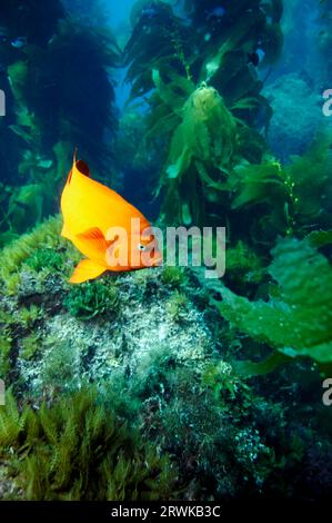 Garibaldi et palmier varech, île Catalina Banque D'Images