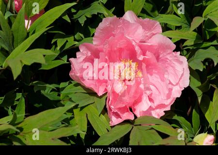 Pivoine de Bush en fleur Banque D'Images
