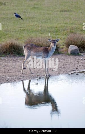 Cerf de jachère (Dama Dama), les femelles sont beaucoup plus petites que les mâles (photo Fallow Deer Brocket et Hooded Crow), Corvus corone (cornix) Banque D'Images