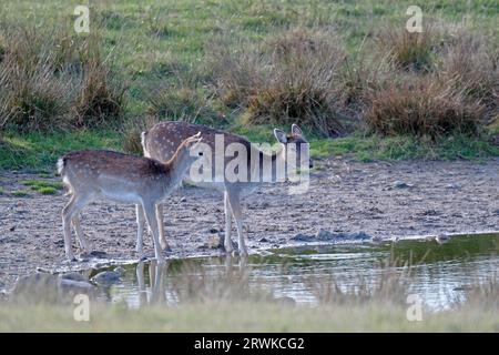 Cerf de jachère (Dama Dama), les femelles sont beaucoup plus petites que les mâles (photo Doe et veau buvant de l'eau à un étang), cerf de jachère, les femelles sont beaucoup Banque D'Images