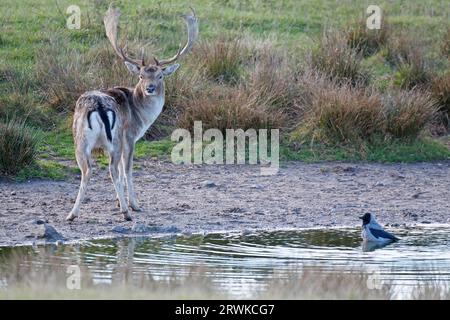 Cerf de jachère (Dama Dama), les femelles sont beaucoup plus petites que les mâles (photo Fallow Deer Buck et Hooded Crow), Corvus corone (cornix) Banque D'Images