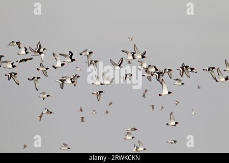 Oystercatcher eurasien (Haematopus ostralegus) est l'oiseau national des îles Féroé où il est appelé TJALDUR, Oystercatcher eurasien est le Banque D'Images