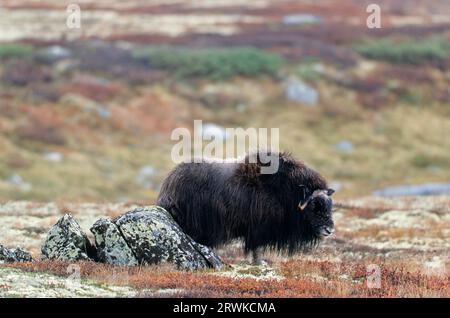 Boeufs musqués (Ovibos moschatus) se grattant sur un rocher dans la toundra de couleur automnale (Musk Ox) femelle Muskox se grattant sur un rocher Banque D'Images