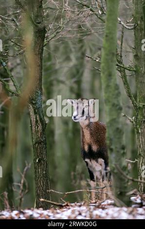 Brebis Moufflon debout dans une forêt de jeunes chênes (mouflon européen), brebis Moufflon debout dans une forêt de jeunes chênes (mouflon européen) (Ovis Banque D'Images