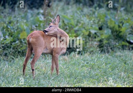 Roe Deer Buck, yearling avec toilettage anormal des bois (European Roe Deer) (Roe), Young Roe Deer Buck avec toilettage anormal des bois (European Roe Banque D'Images