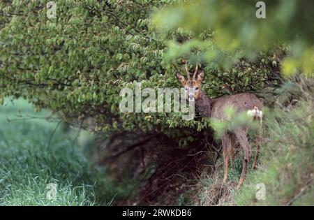 Buck de cerf de Roe en changement de manteau (Rehwild) (REH), buck de cerf de Roe en changement de manteau (Capreolus capreolus) Banque D'Images