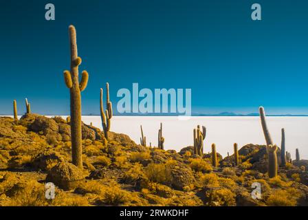 Grands cactus et verdure dans la région isolée et isolée de Bolivie Banque D'Images