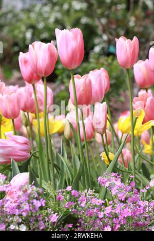 Jolies tulipes roses au printemps au parc botanique Araluen, Perth, Australie occidentale, Australie Banque D'Images