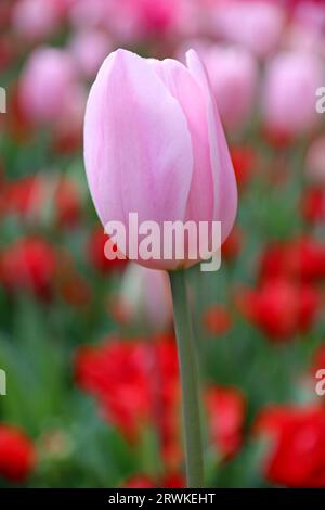 Jolie tulipe rose en fleurs avec tulipes rouges au parc botanique d'Araluen au printemps, Perth, Australie occidentale Banque D'Images