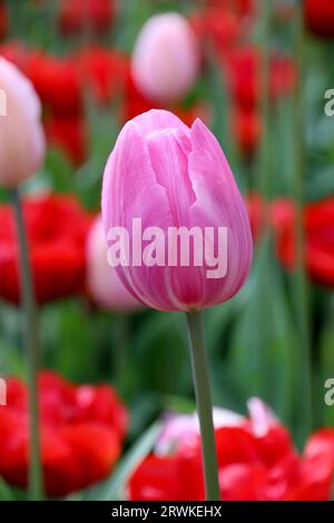 Jolie tulipe rose avec tulipes rouges en fleurs à Araluen Botanic Park au printemps, Perth, Australie occidentale Banque D'Images