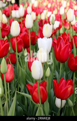 Belles tulipes rouges et blanches en fleurs au parc botanique Araluen, Perth, Australie occidentale Banque D'Images