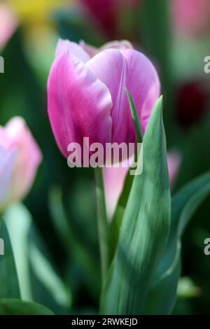 Pretty Pink Tulip in Bloom au parc botanique Araluen au printemps, Perth, Australie occidentale Banque D'Images